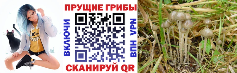 Псилоцибиновые грибы Psilocybe  Серпухов 